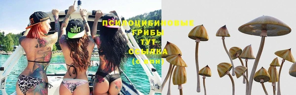 сатива Елабуга